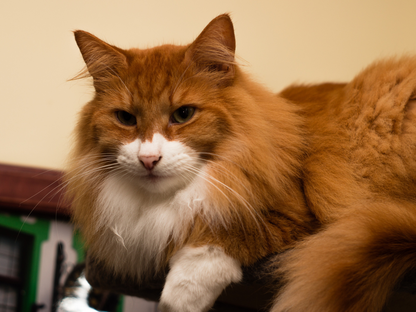 Рыжая норвежская лесная кошка