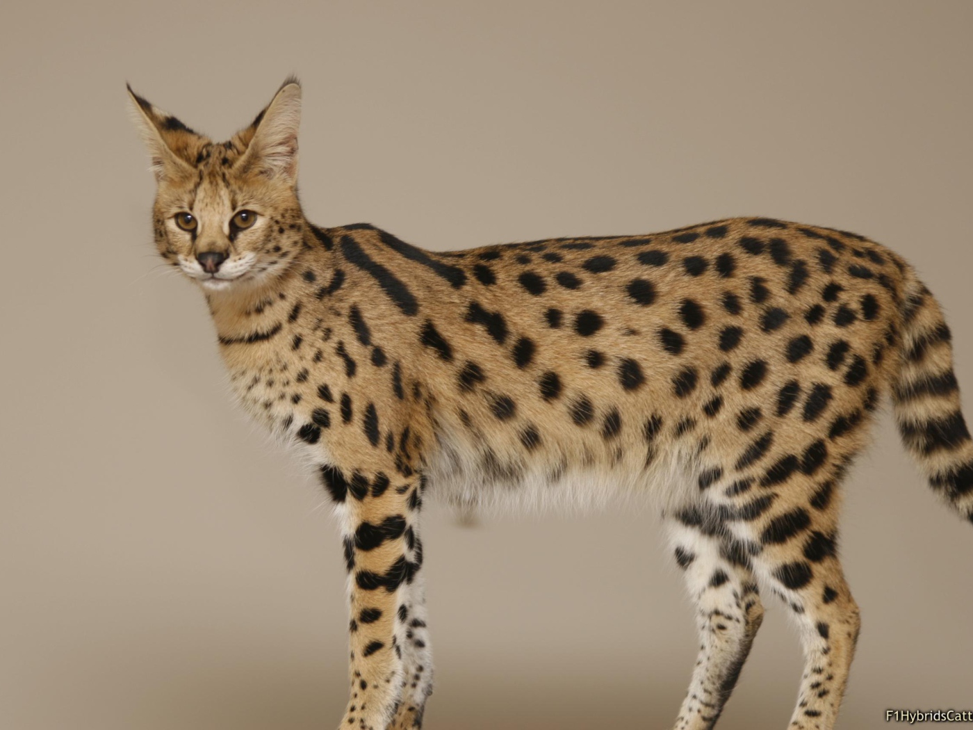 Кошка породы саванна