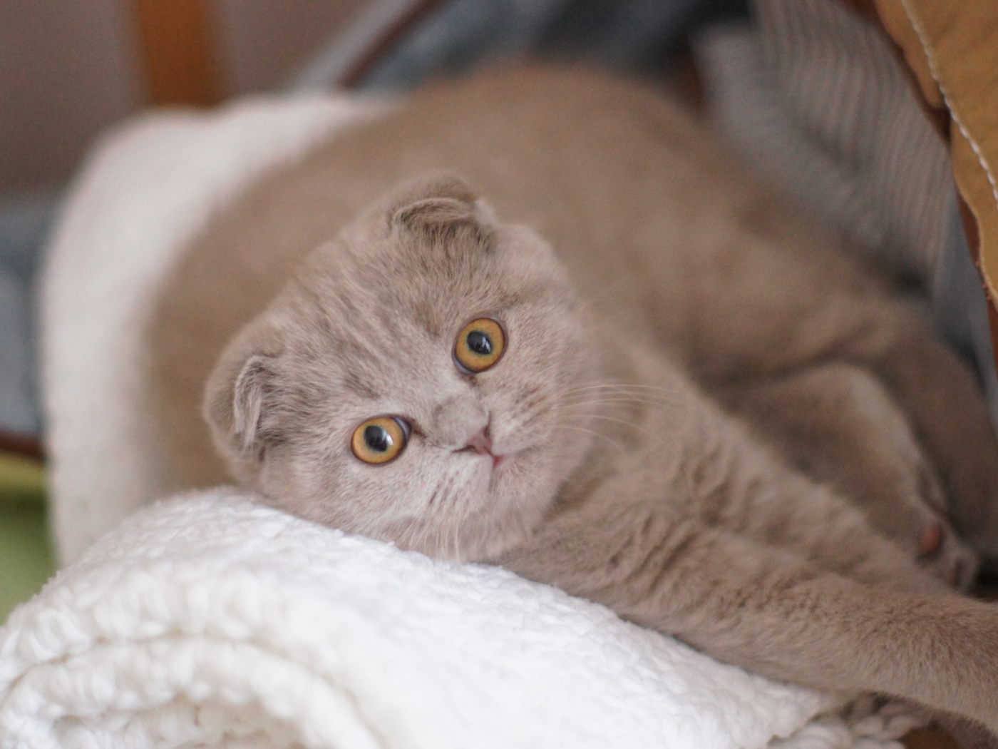 Вислоухая шотландская кошка