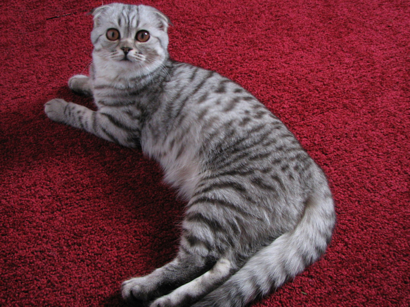 Шотландская кошка на ковре