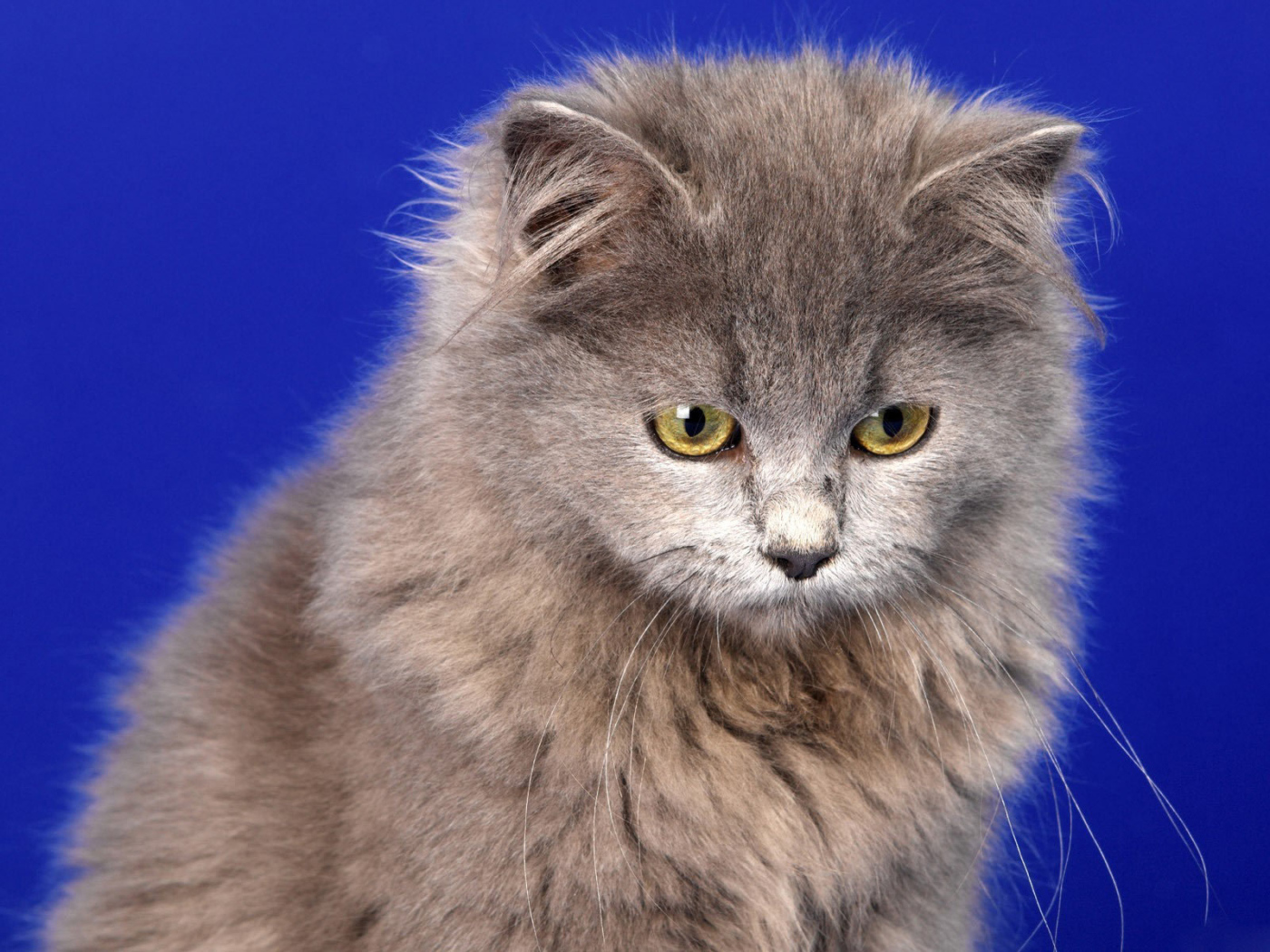 Selkirk Rex cat on a blue background