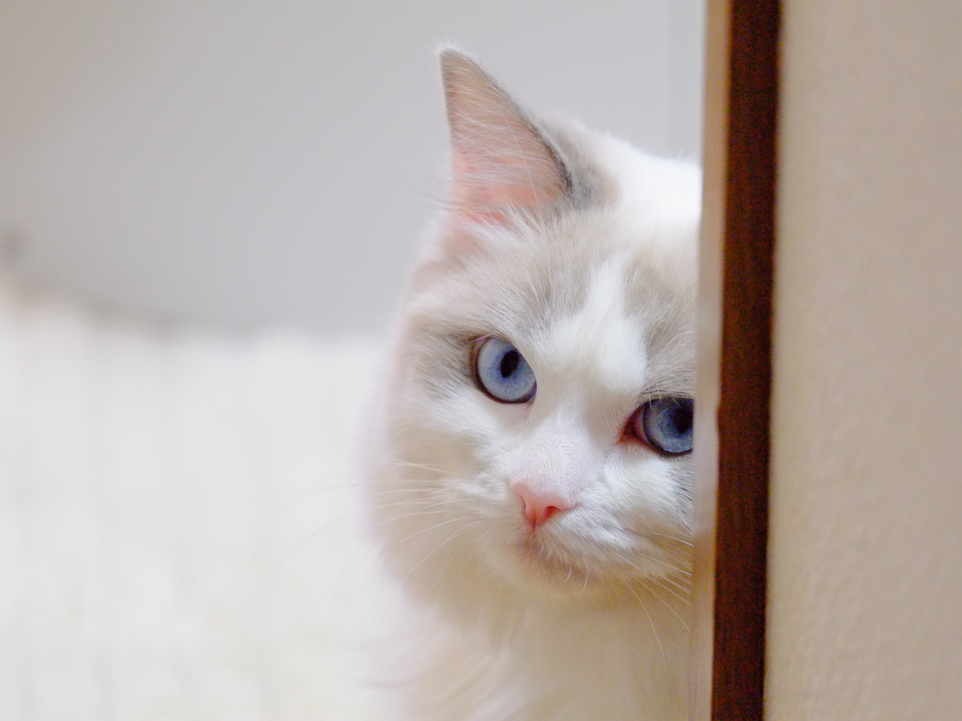 Стеснительная кошка рэгдолл