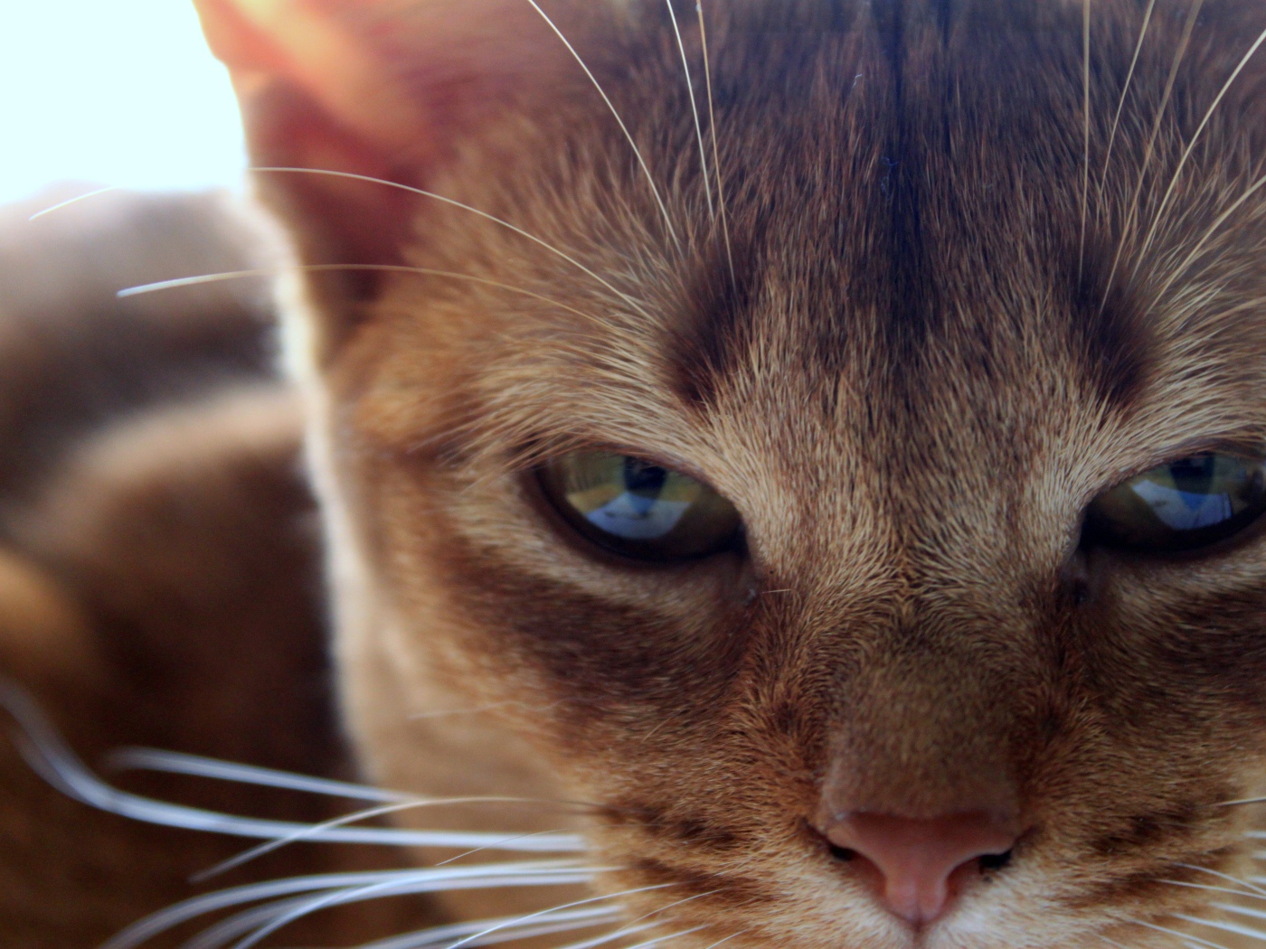 Глаза сингапурской кошки