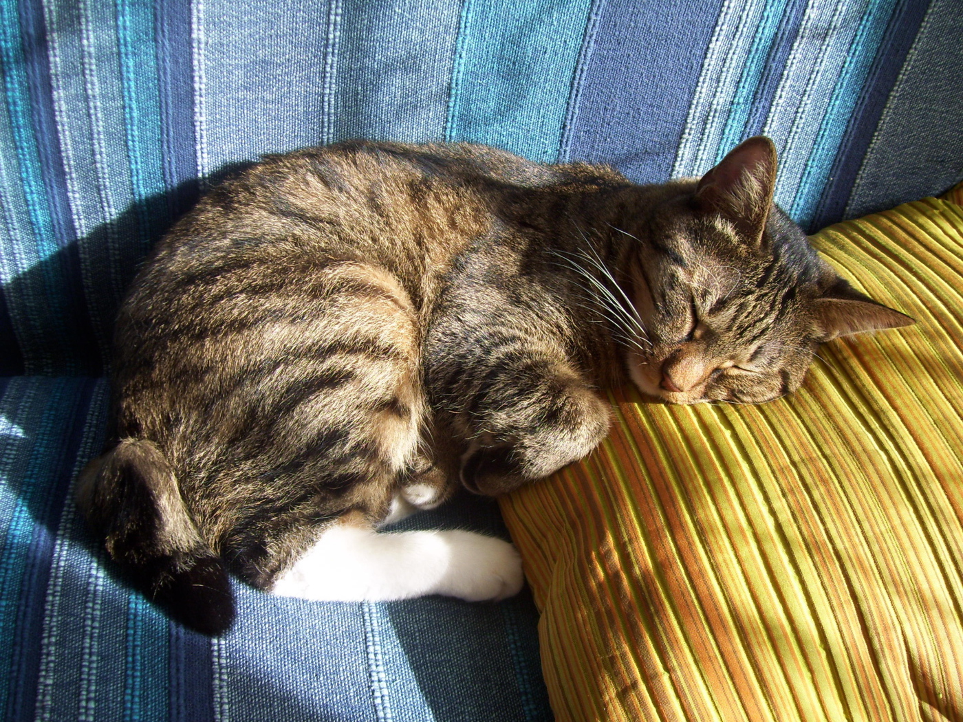 Спящий американский бобтейл