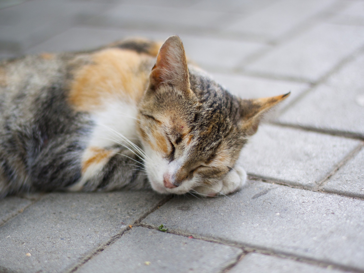 Спящая американская жесткошерстная кошка