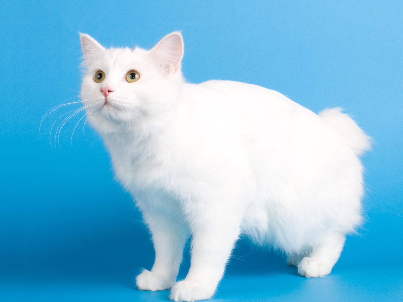 Белоснежный курильский бобтейл