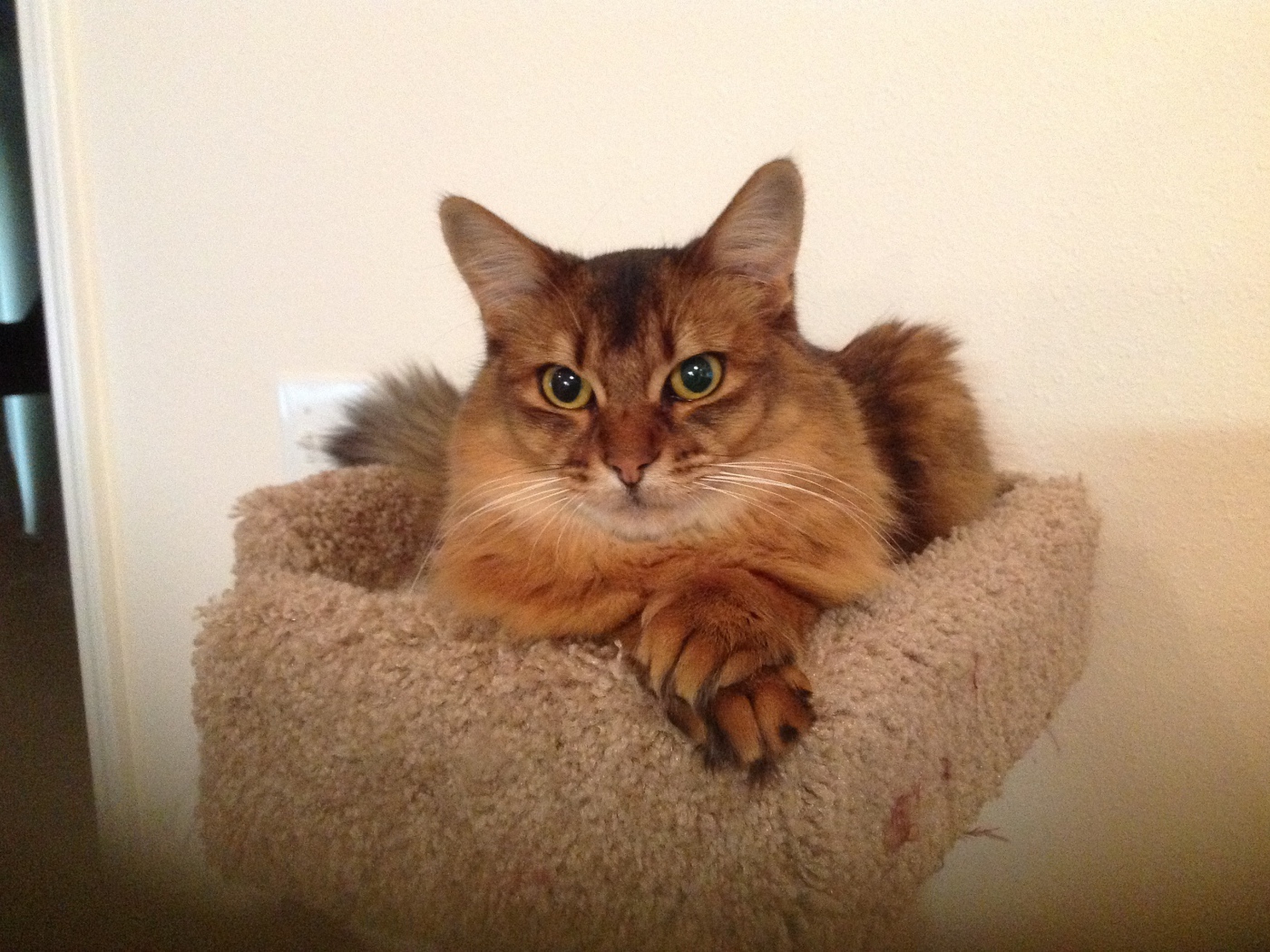 Сомалийская кошка в домике