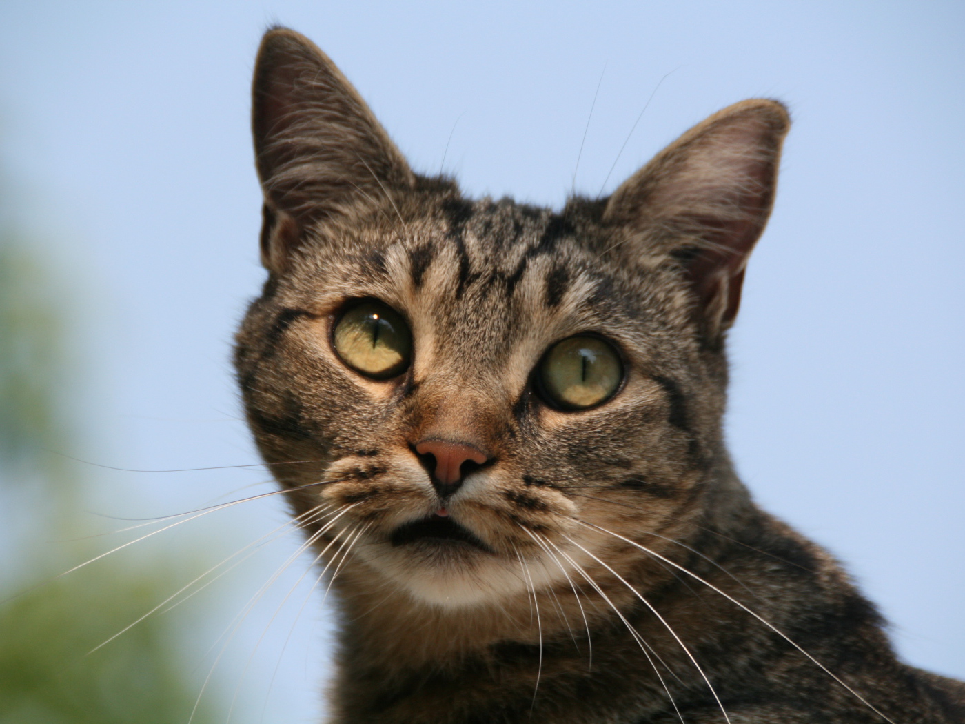 Милая европейская короткошерстная кошка