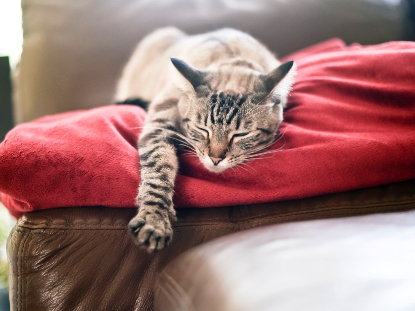 Кот спит свесив лапу