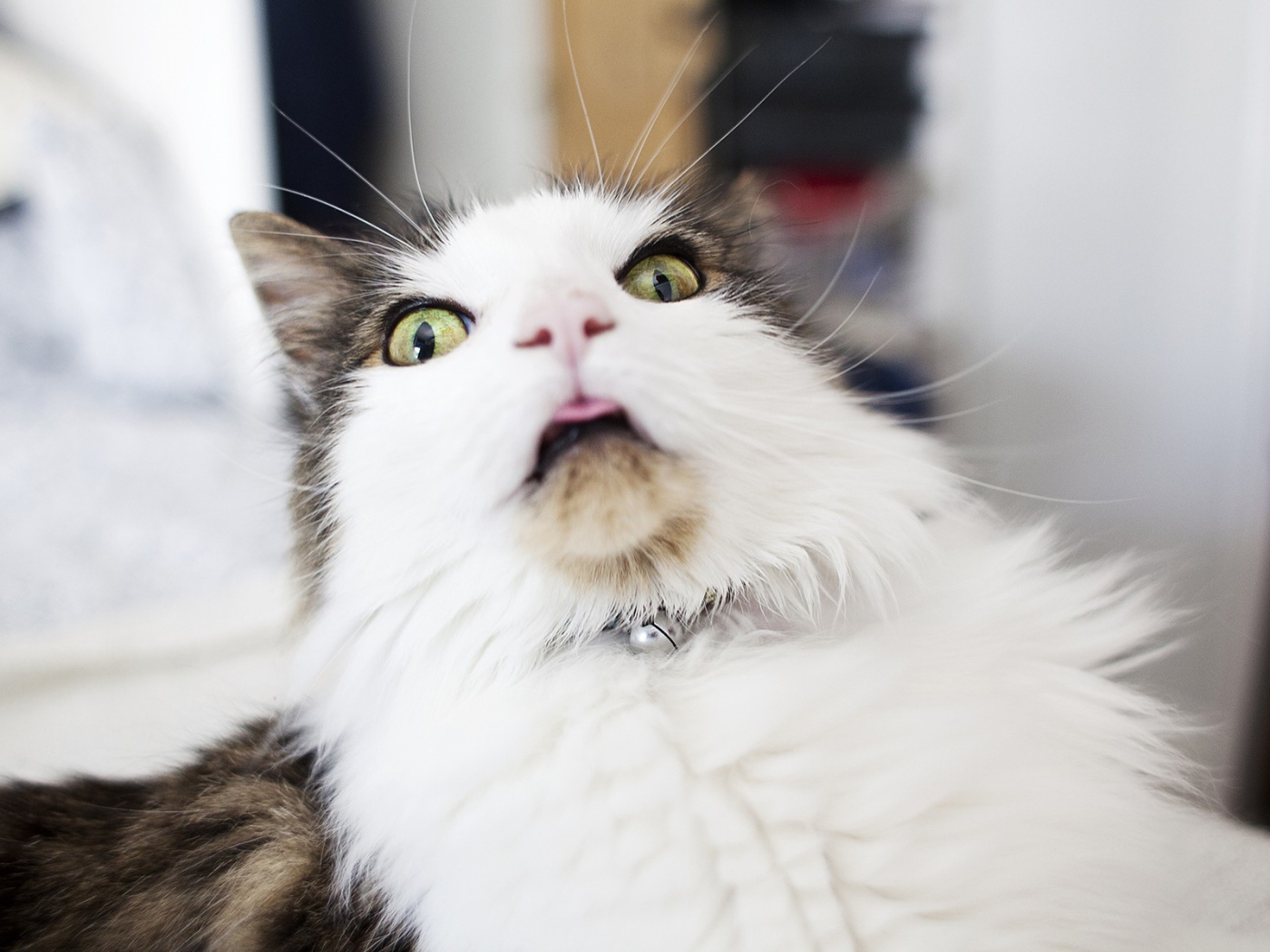 Удивленная морда кота