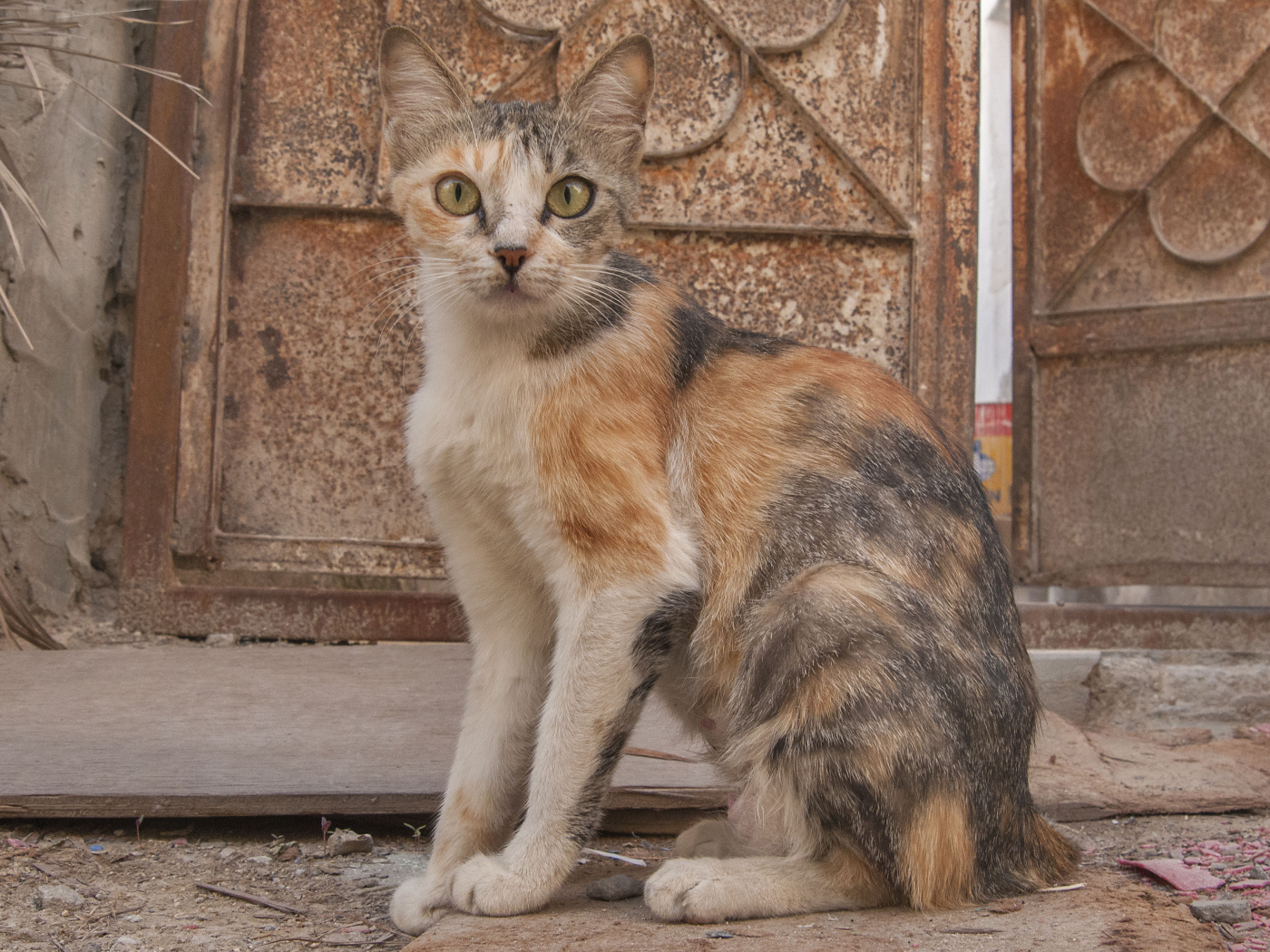 Трехцветный аравийский мау