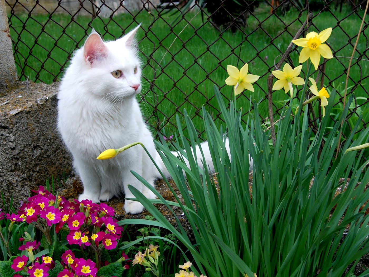 Кошка турецкая ангора среди цветов