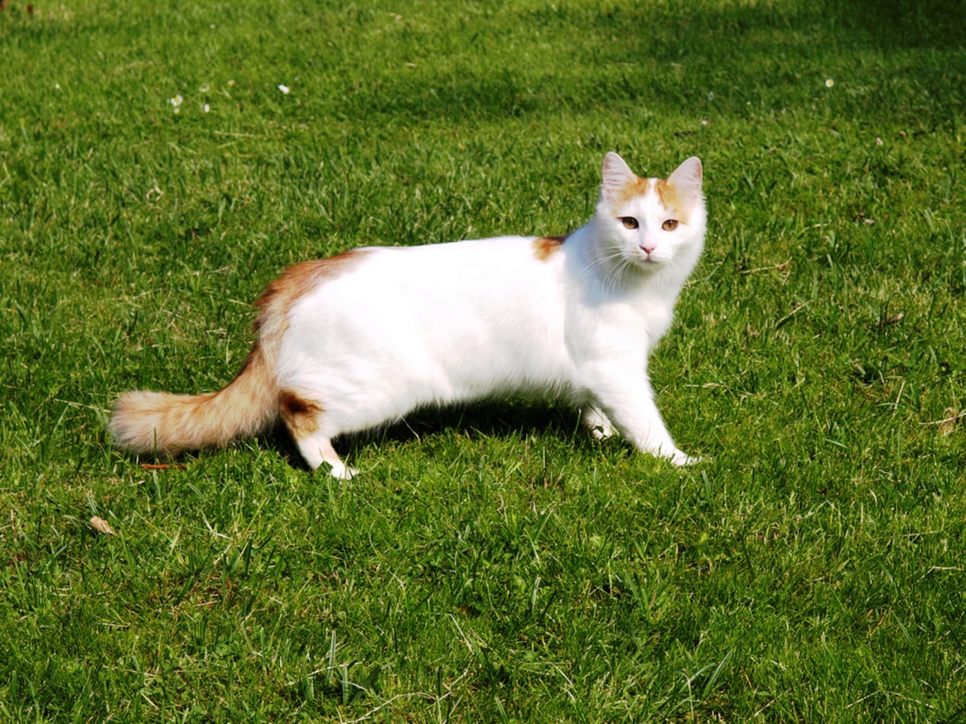 Турецкий ван на траве