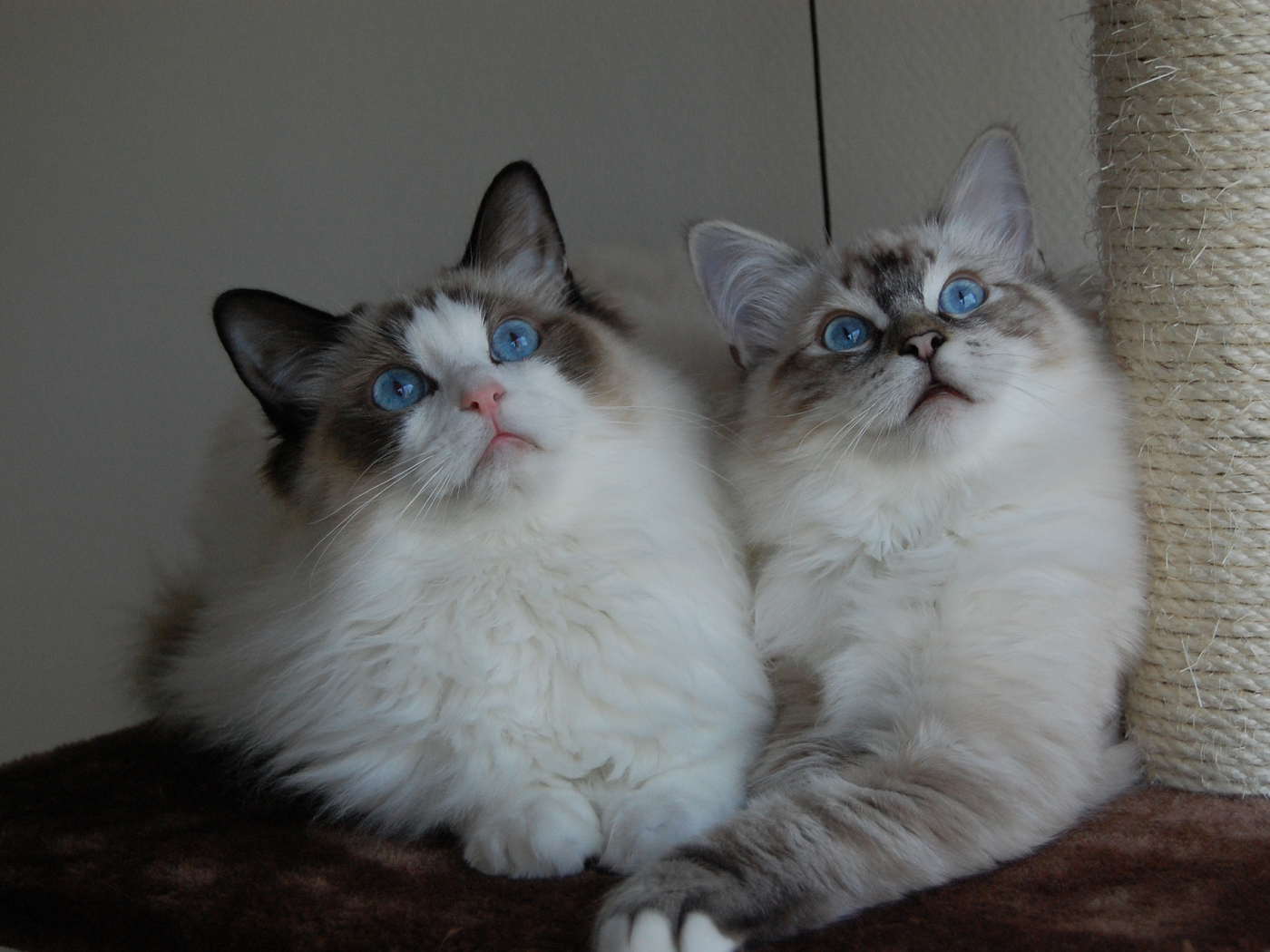 Два кота рэгдолл