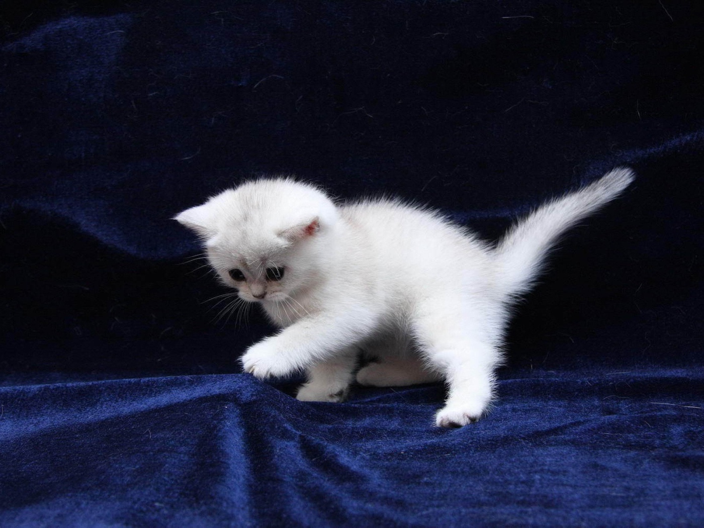 Белый котенок на синей ткани