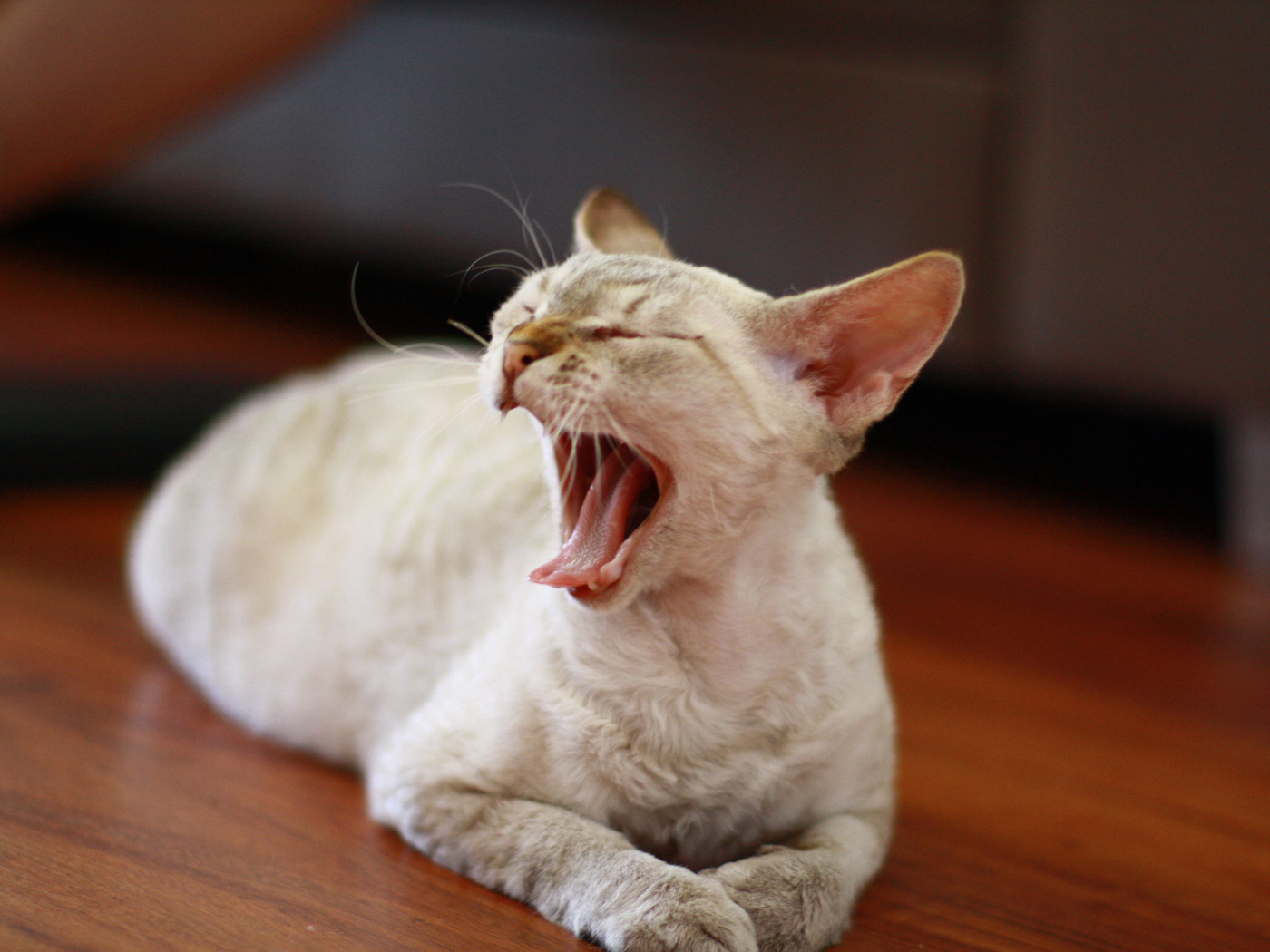 Зевающий девон-рекс