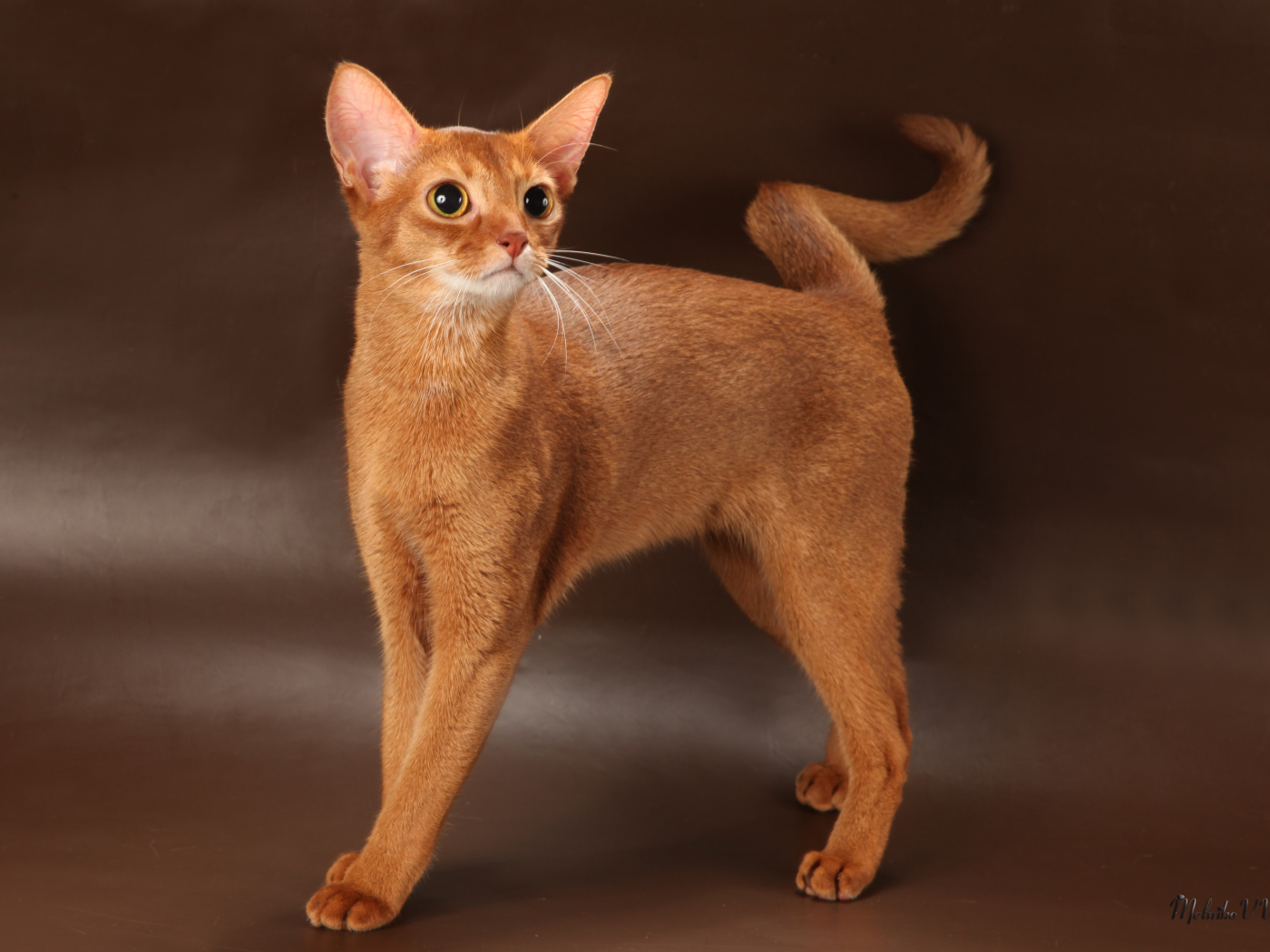 Молодая абиссинская кошка