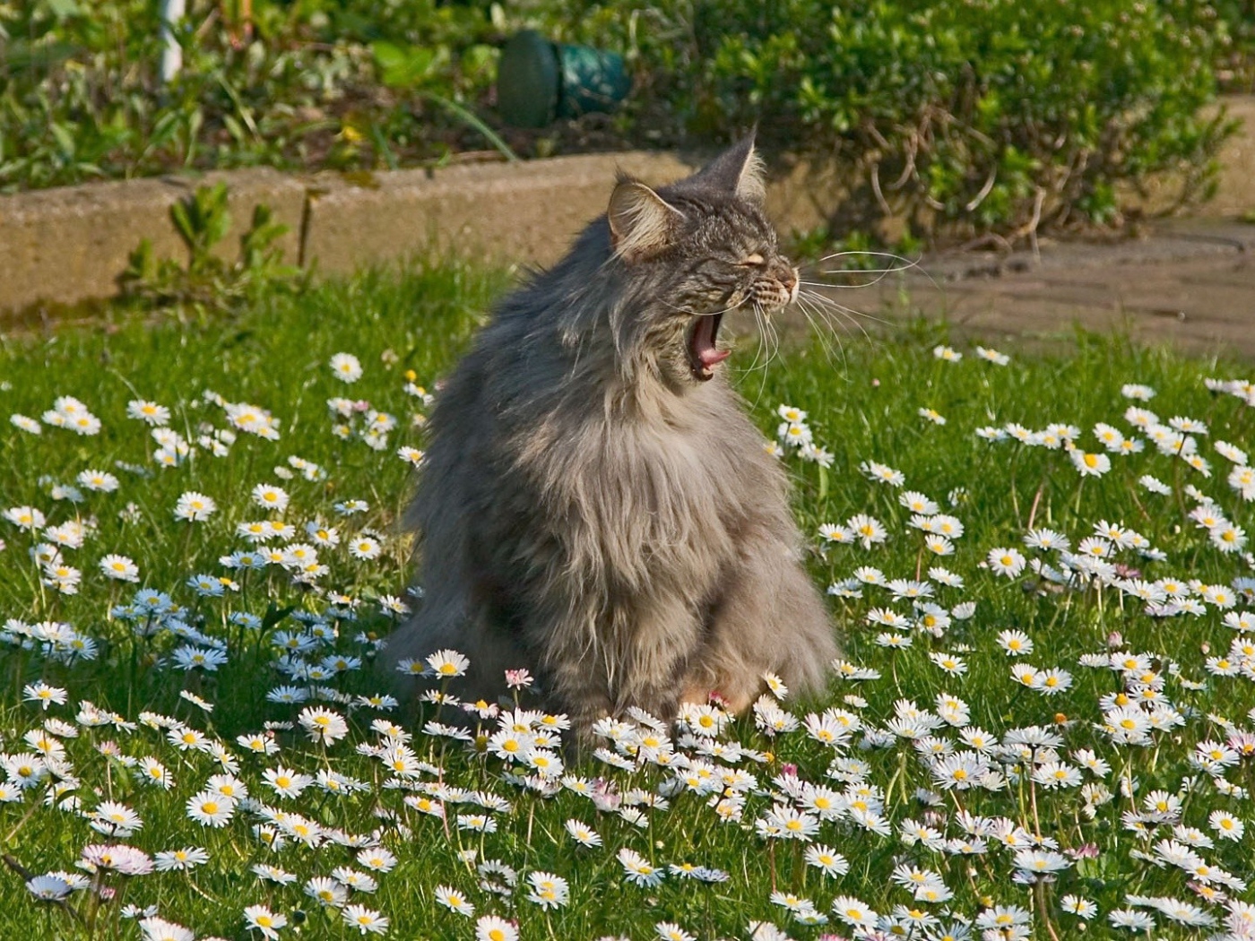 Кот зовет свою подругу