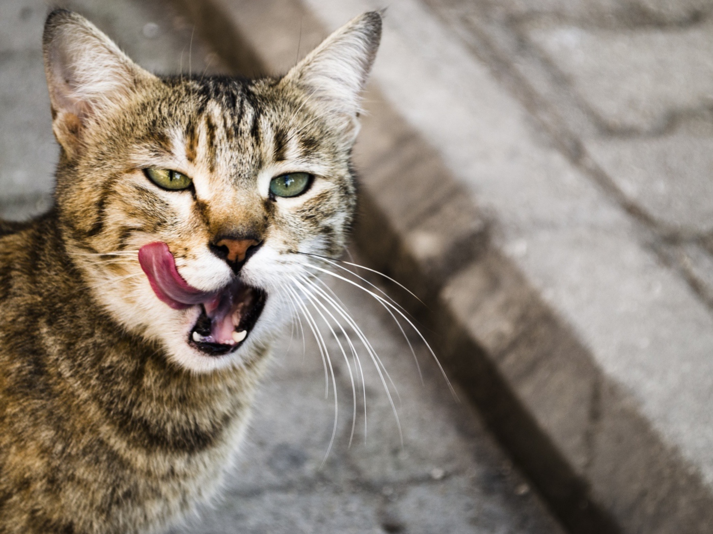 Кот облизывается
