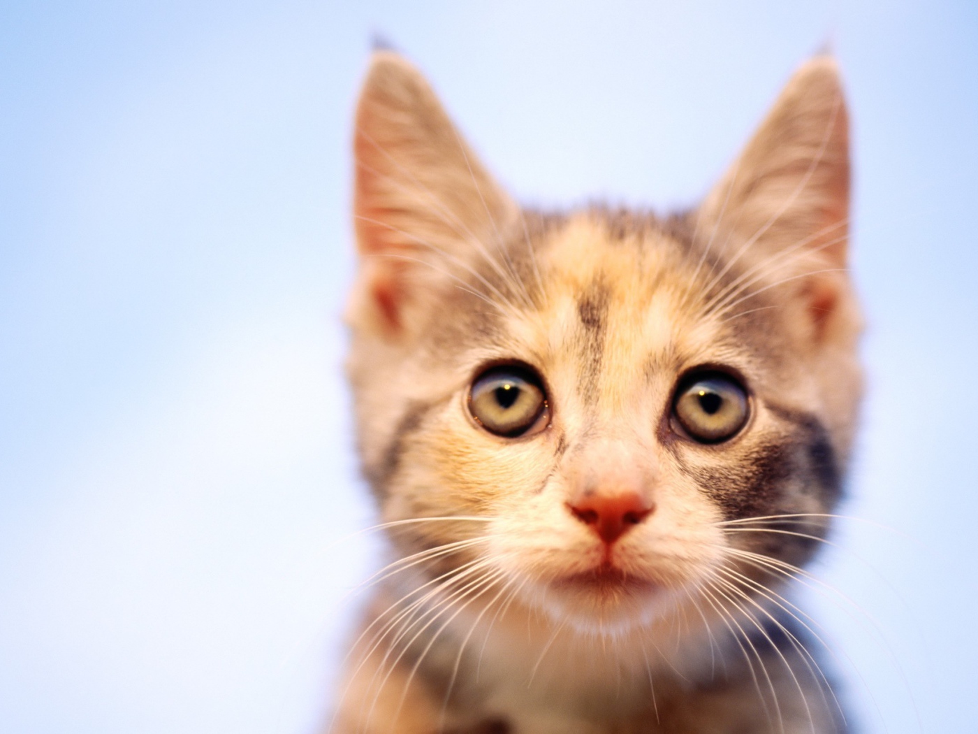 Пристальный Взгляд кошки