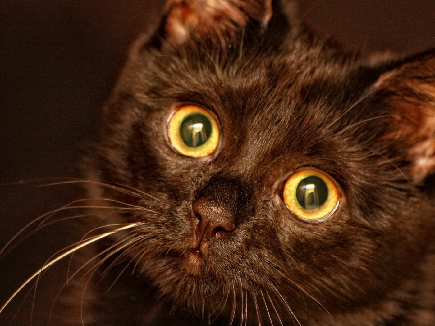 Круглые глаза у кота