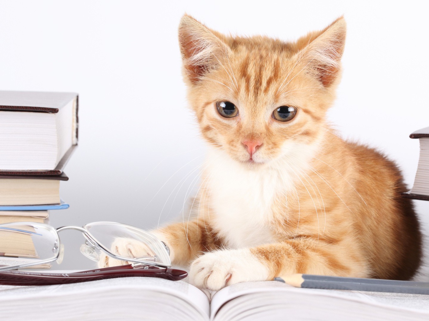 Кошка лежит около книг