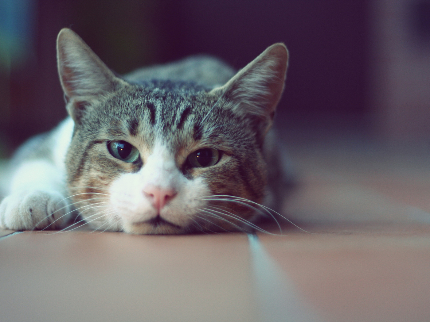 Кошка лежит на полу