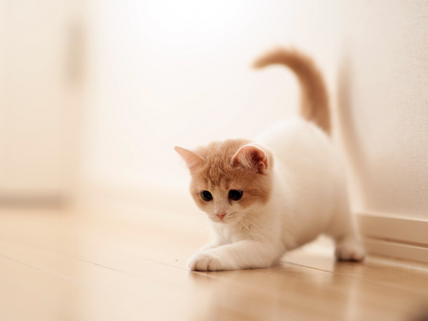 Котенок играет на полу