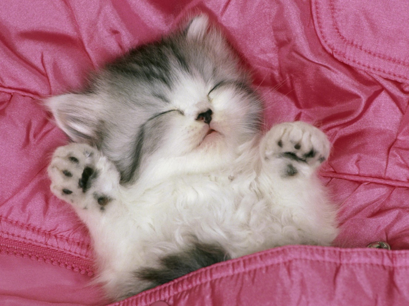 Котенок спит вверх лапами