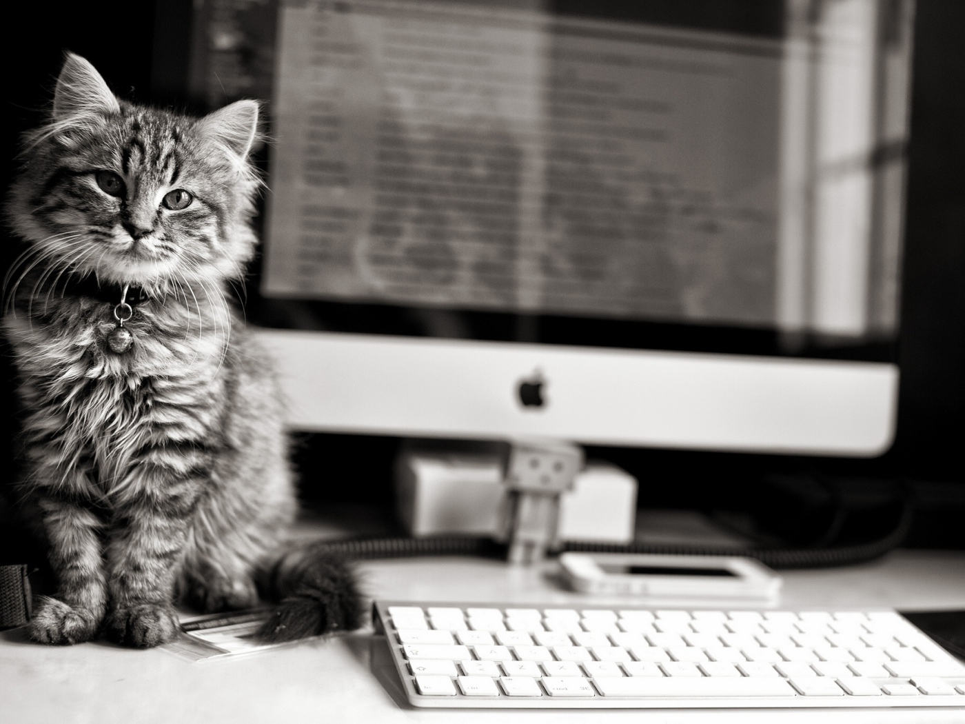 Котенок у компьютера