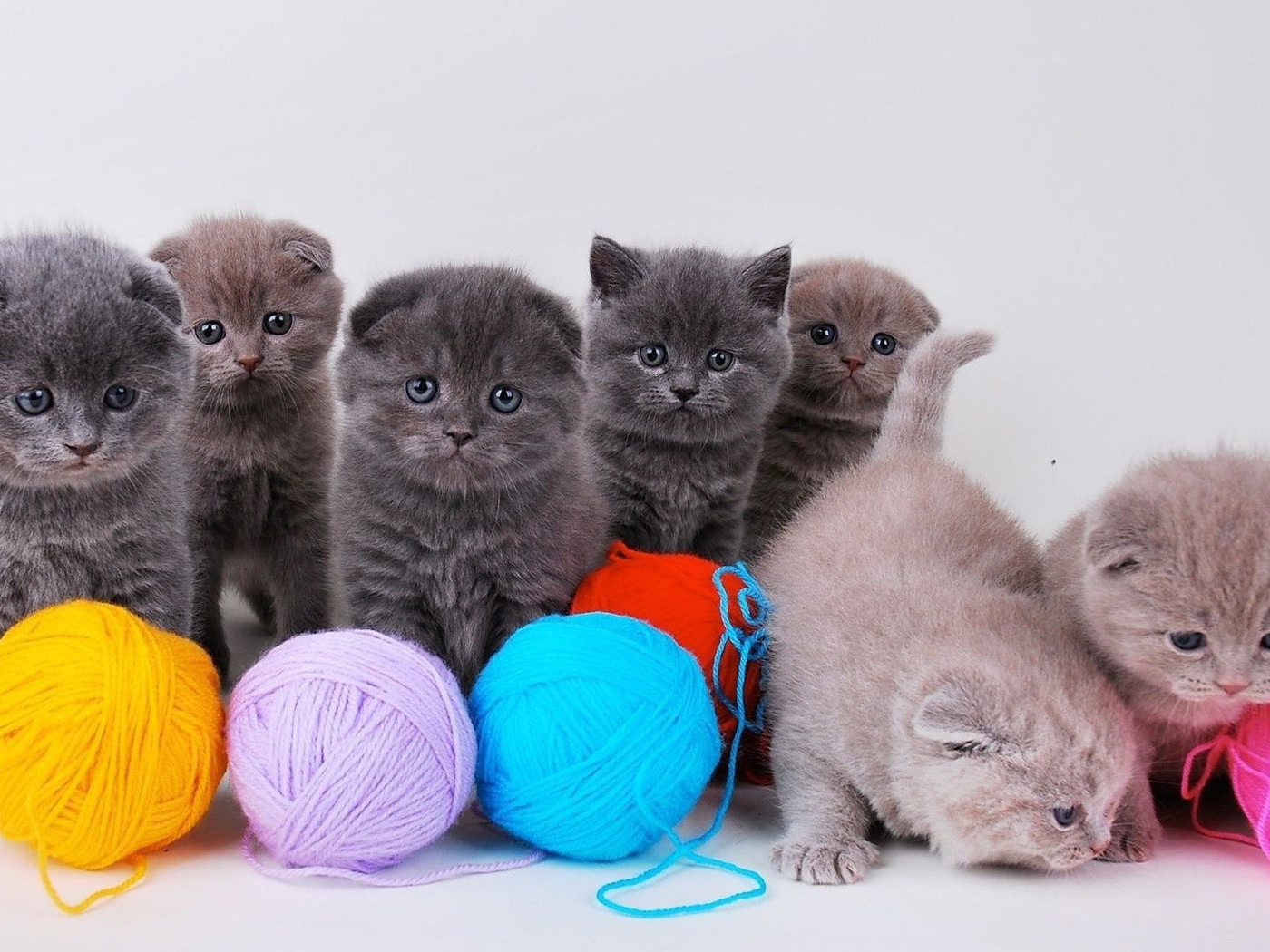 Котята непоседы