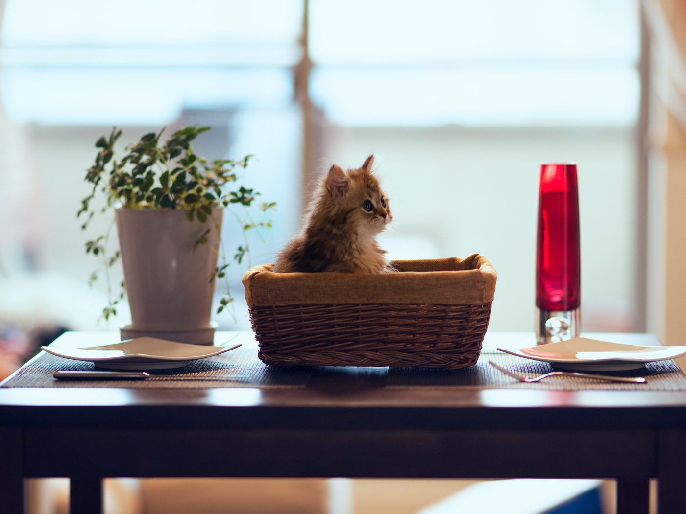 Натюрморт с котенком