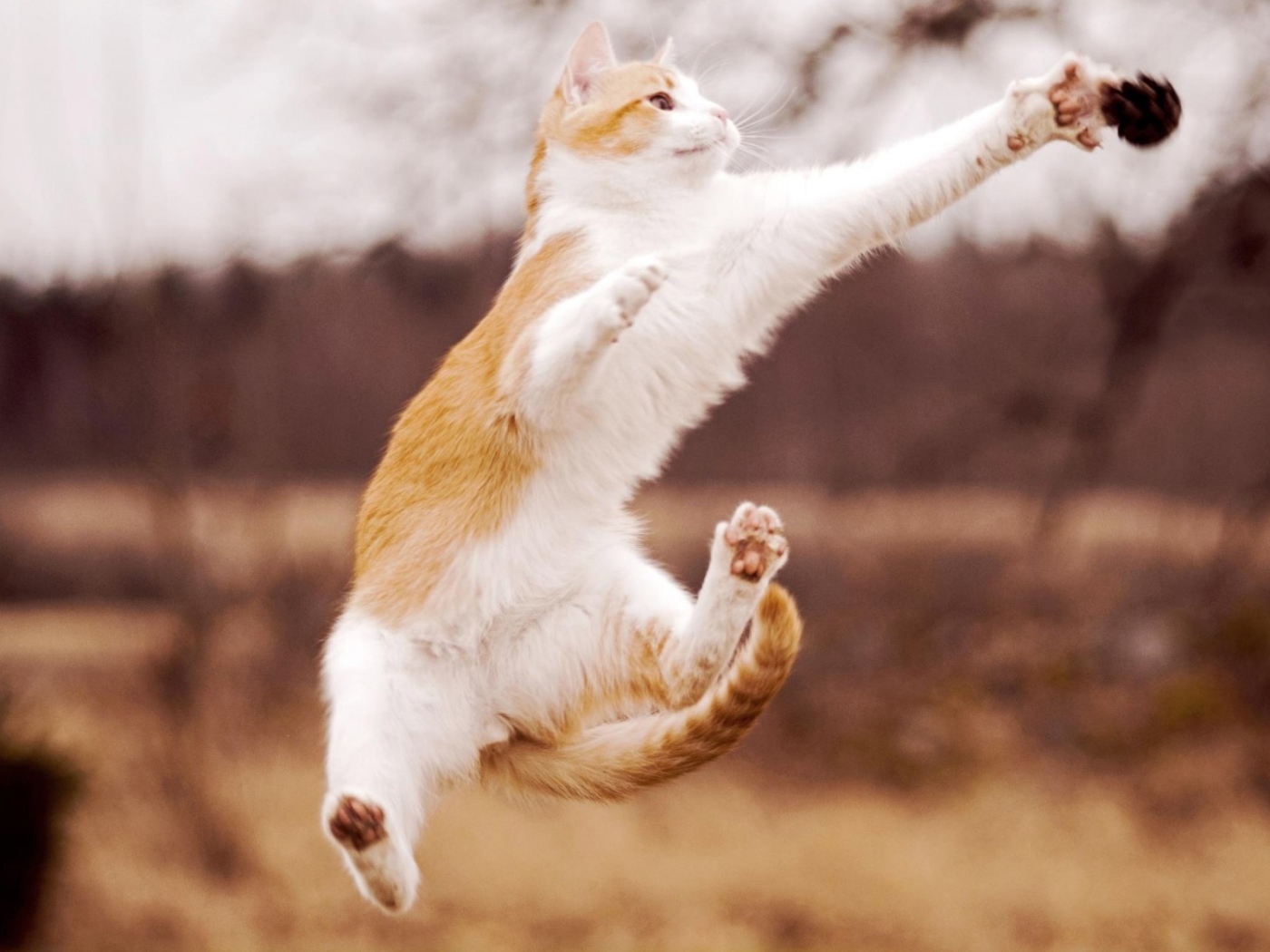 Кот в прыжке