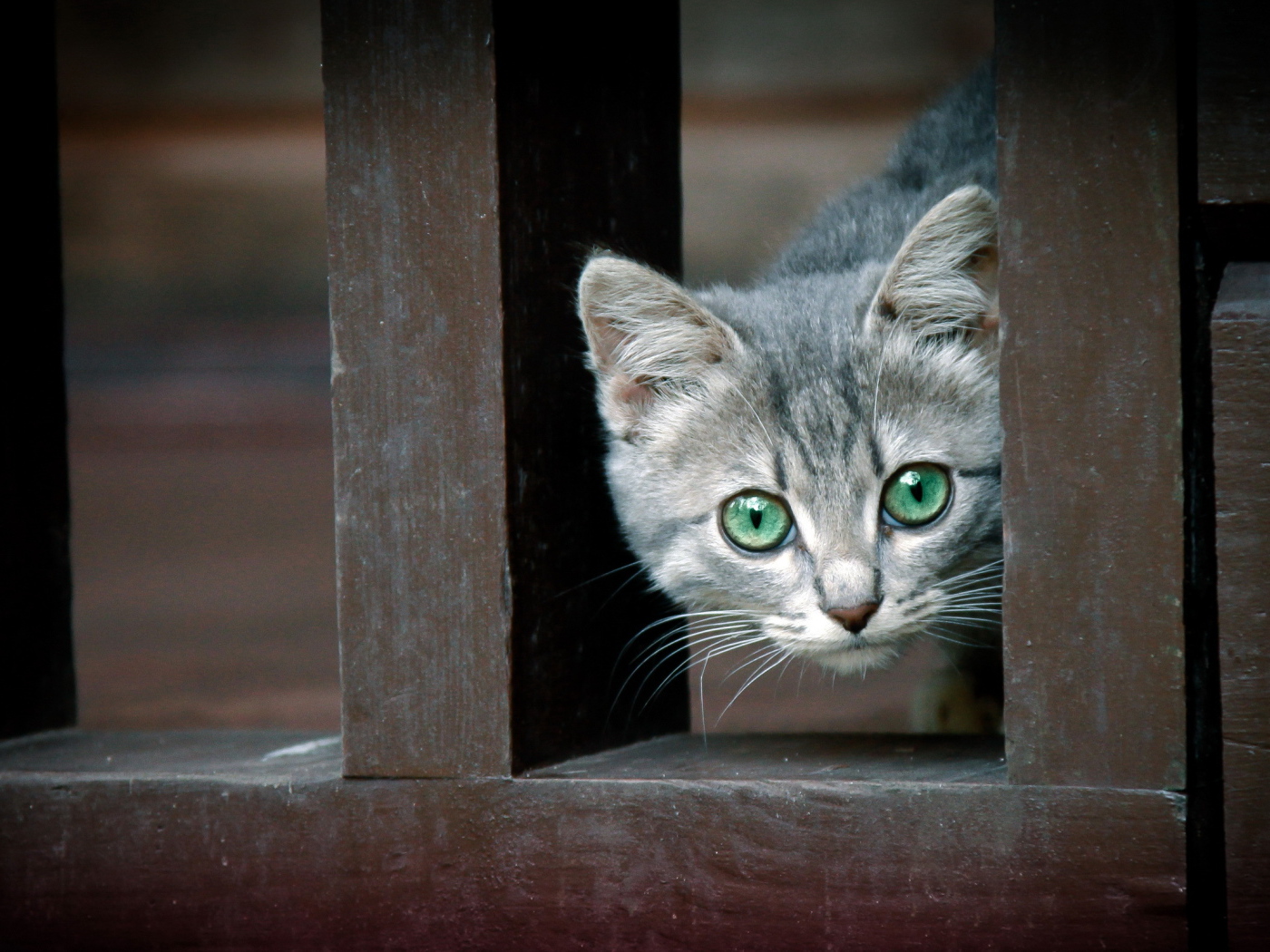 Котенок за забором