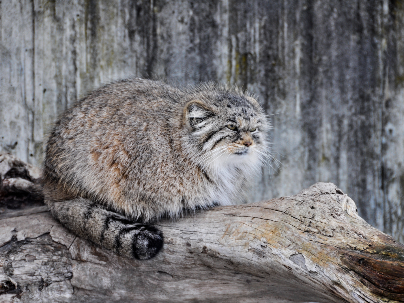 Дикий кот манул