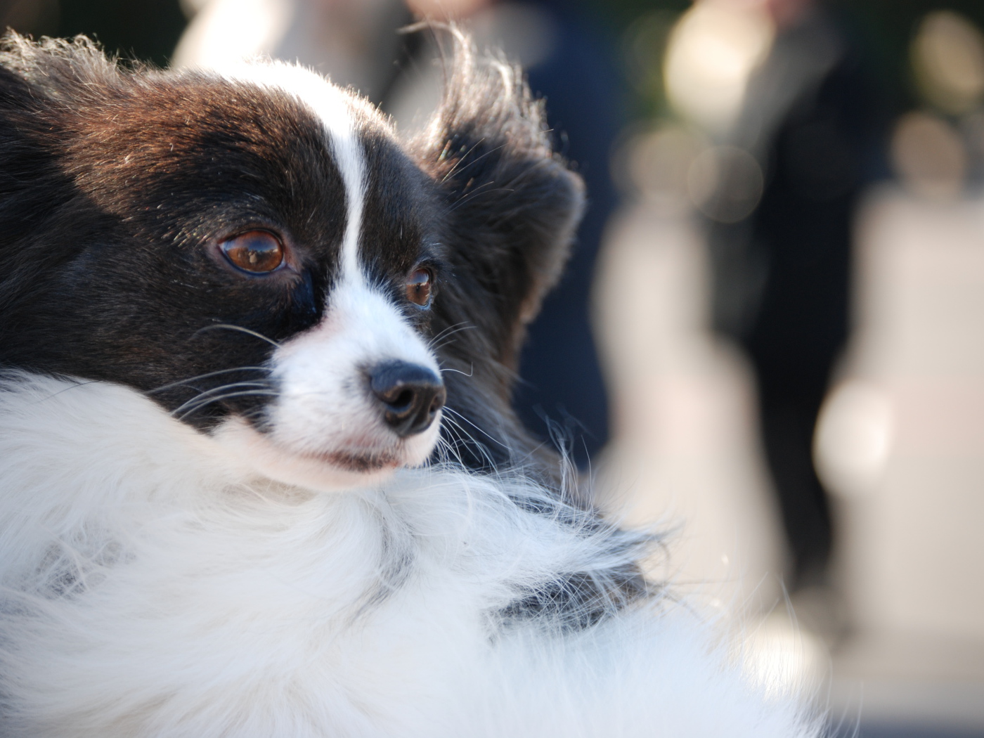 Немного грустный папильон