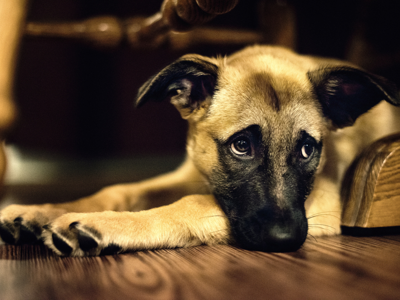 Одинокая собака