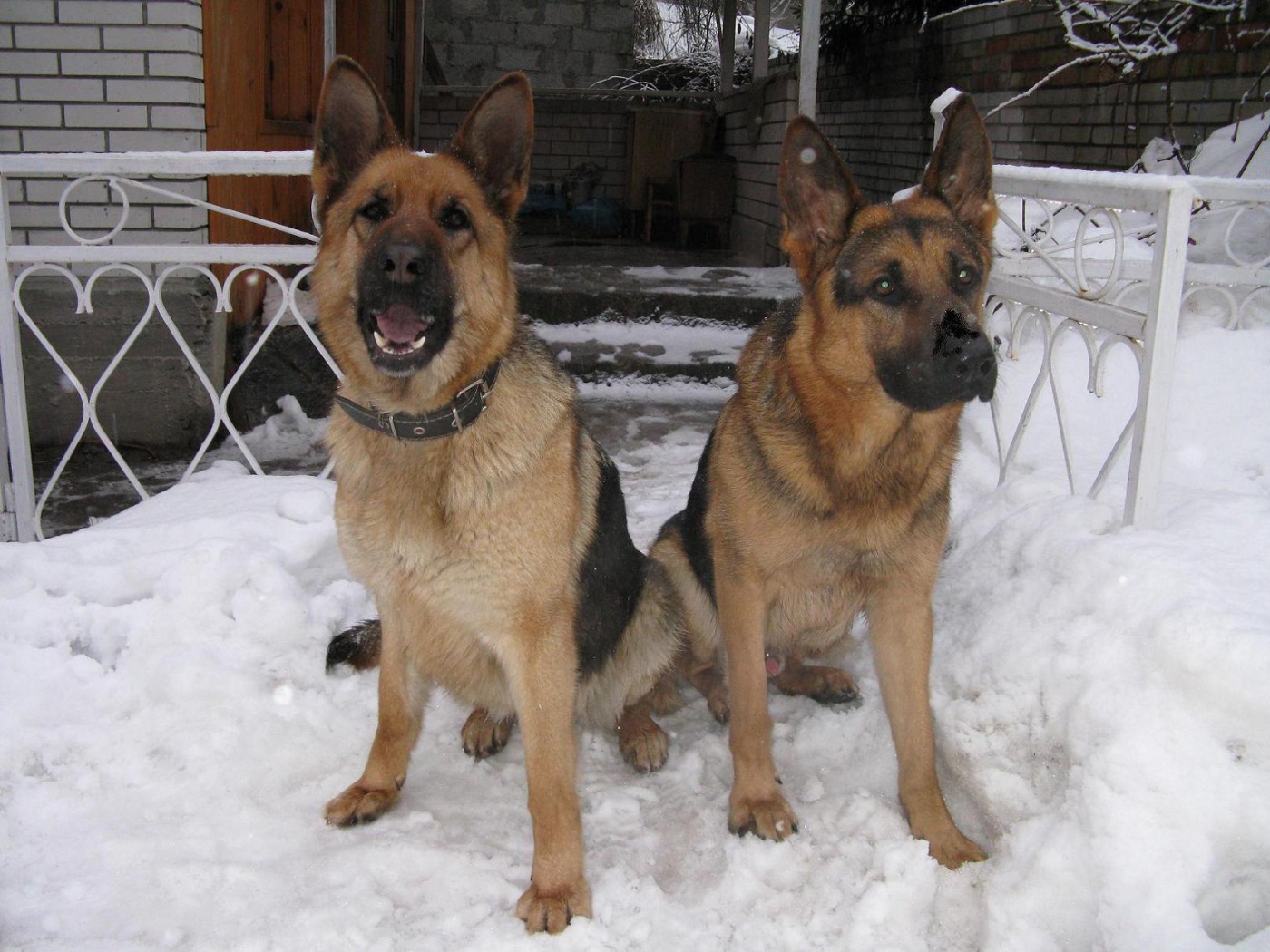 Пара немецких овчарок на охране