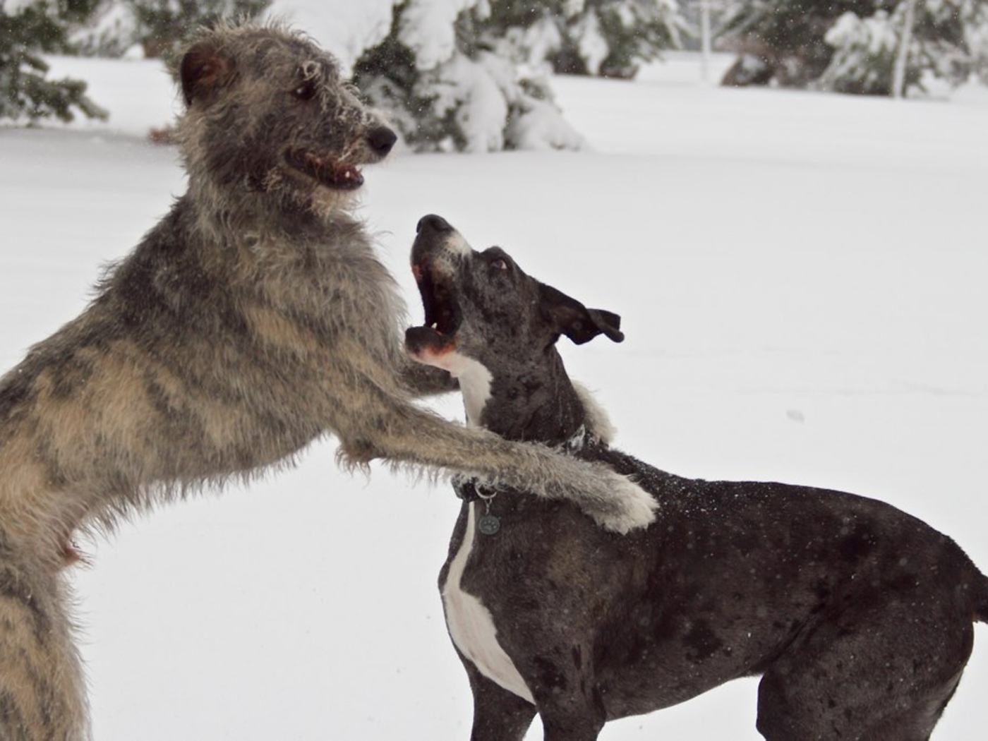Пара ирландских волкодавов