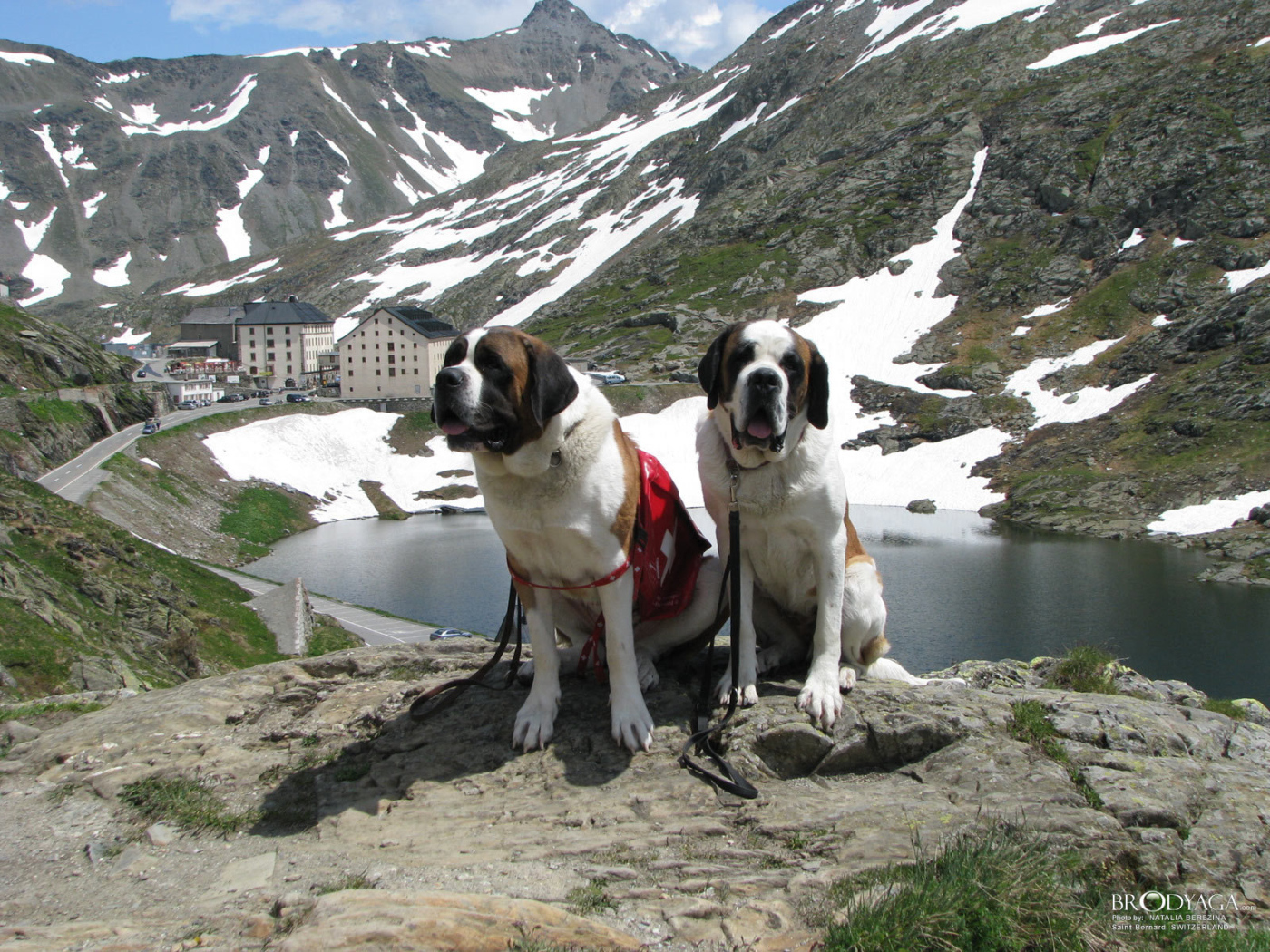 Пара сенбернаров в Швейцарии