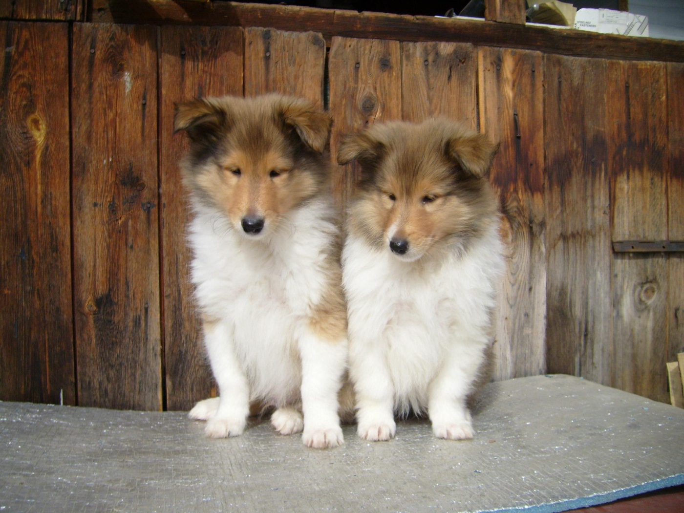 Пара милых щенков колли