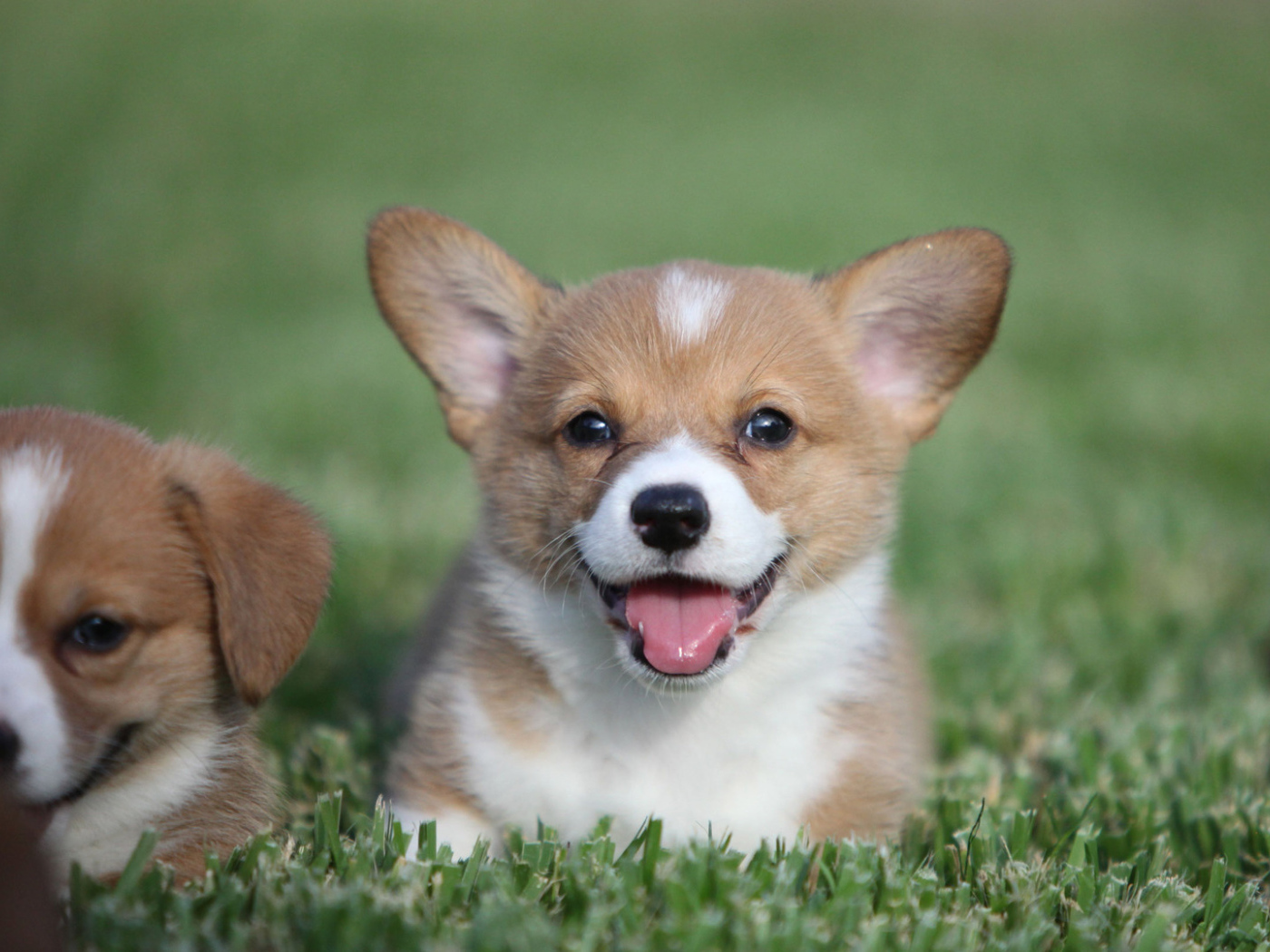 Пара милых щенков вельш-корги