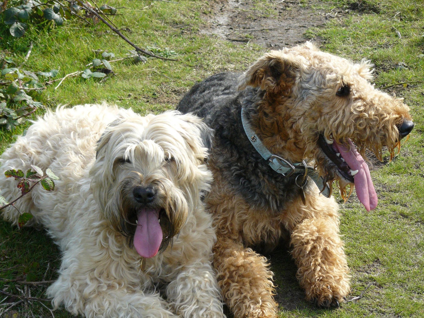 Пара собак эрдельтерьеров