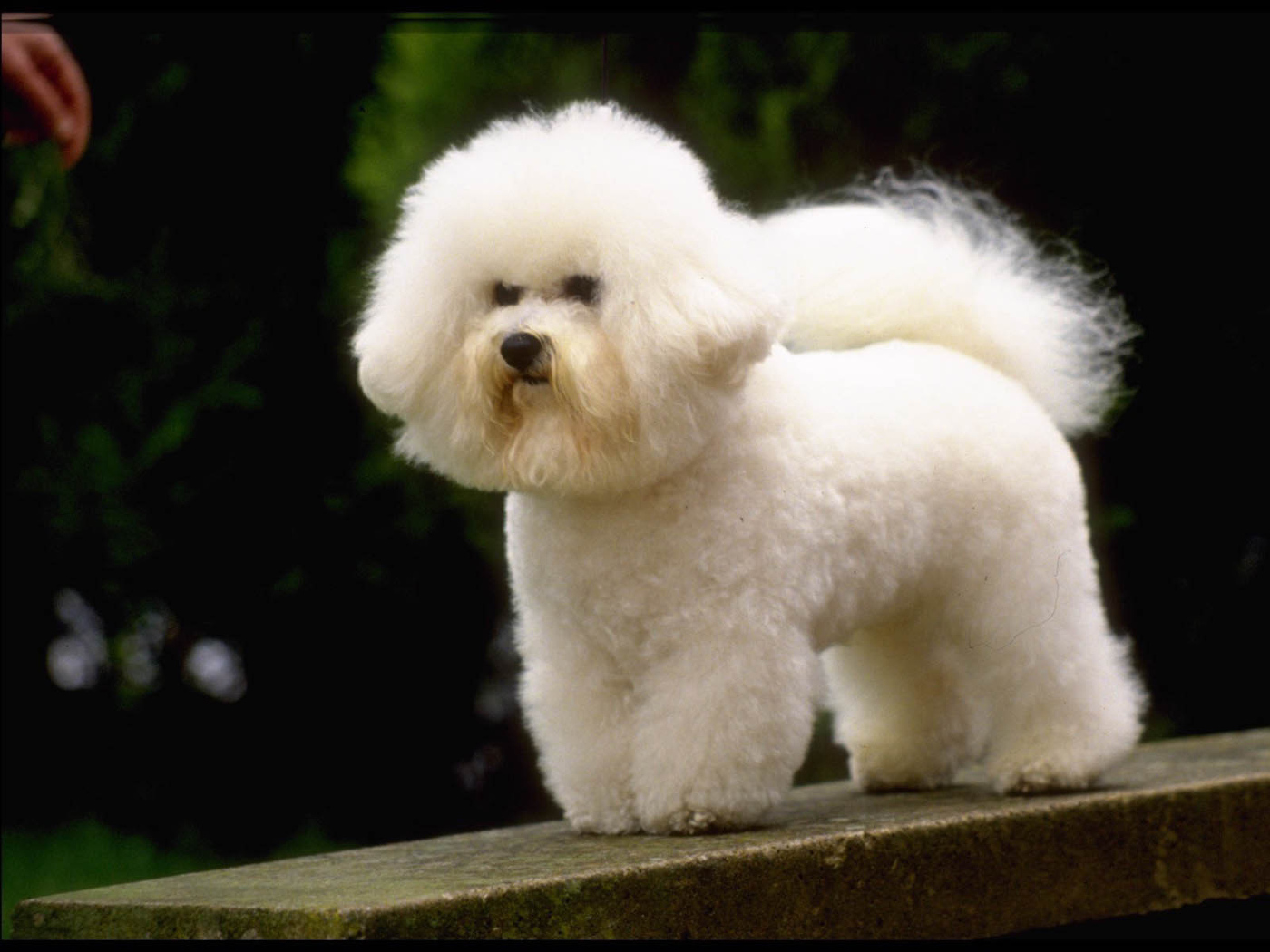 Маленькая французская болонка