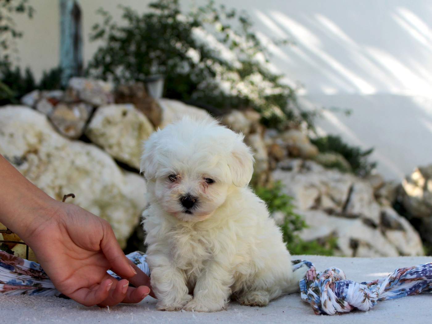 Ласковый щенок болонки