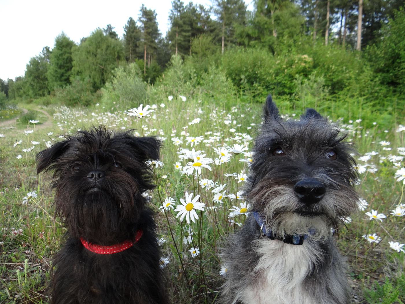 Аффенпинчеры среди ромашек