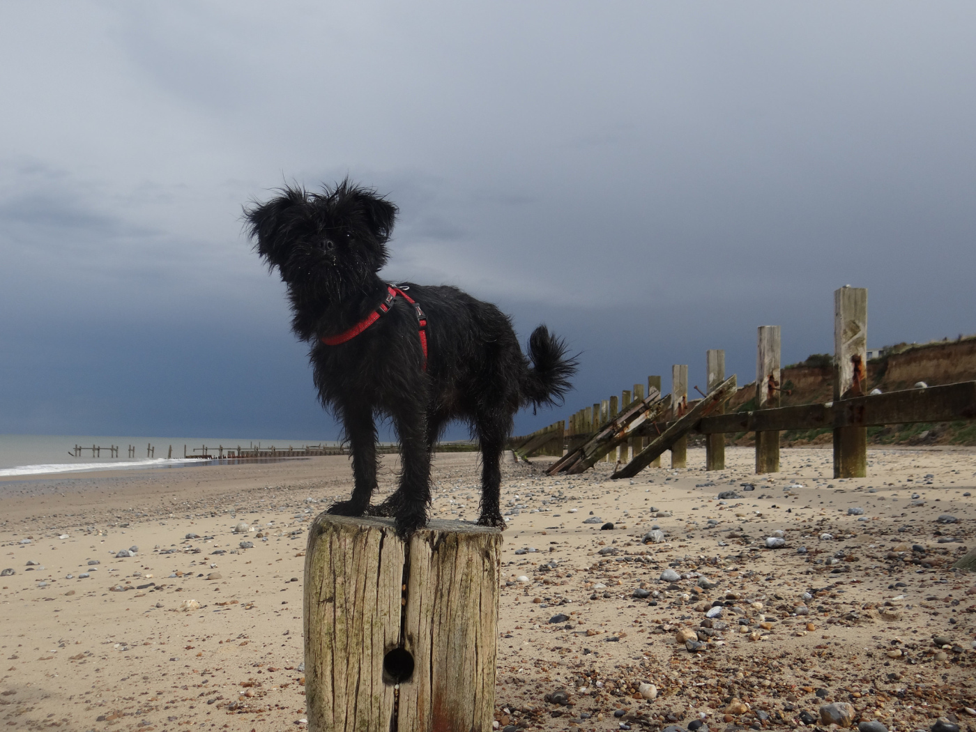 Аффенпинчер на пляже