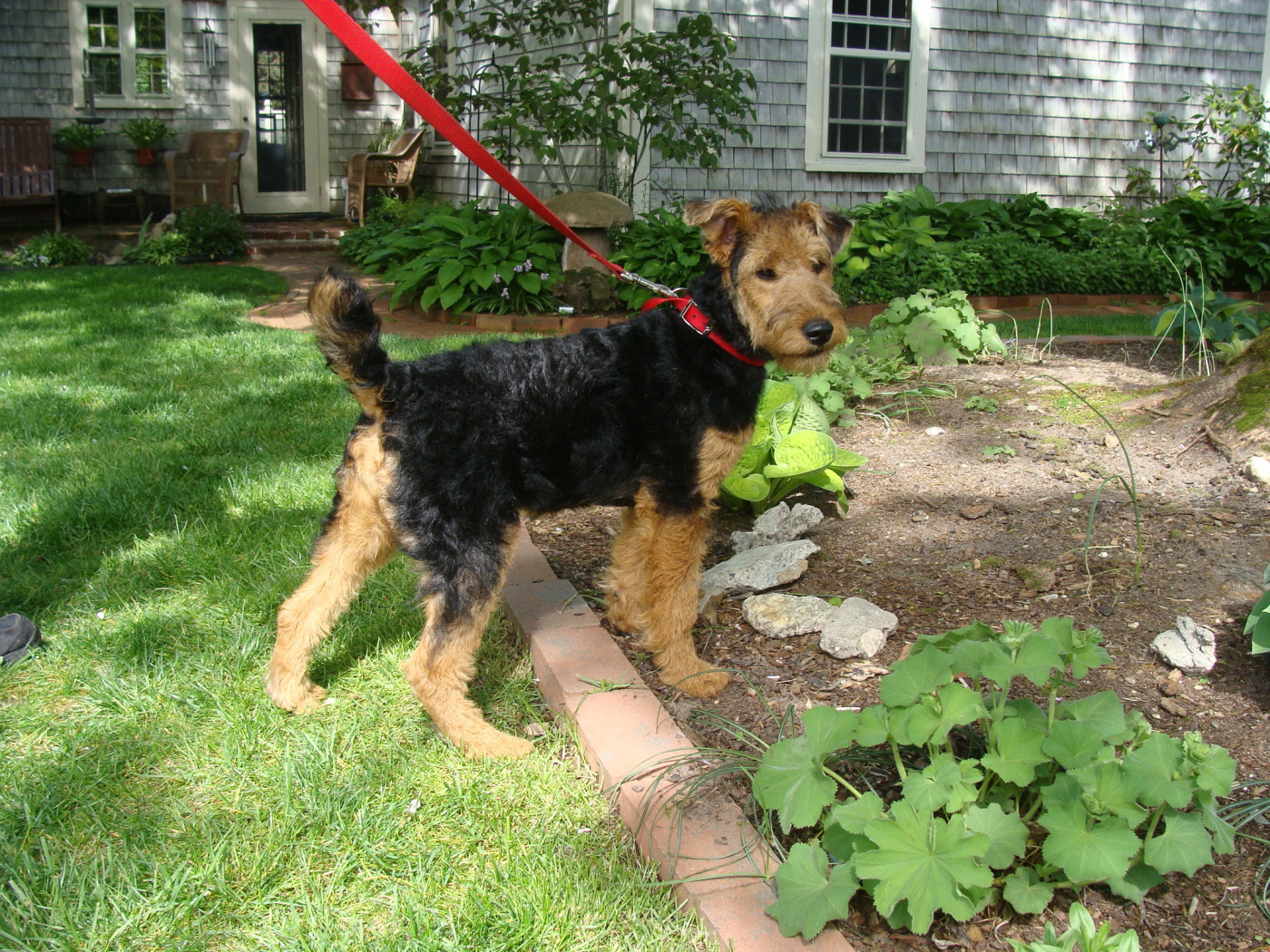 Щенок эрдельтерьера на прогулке