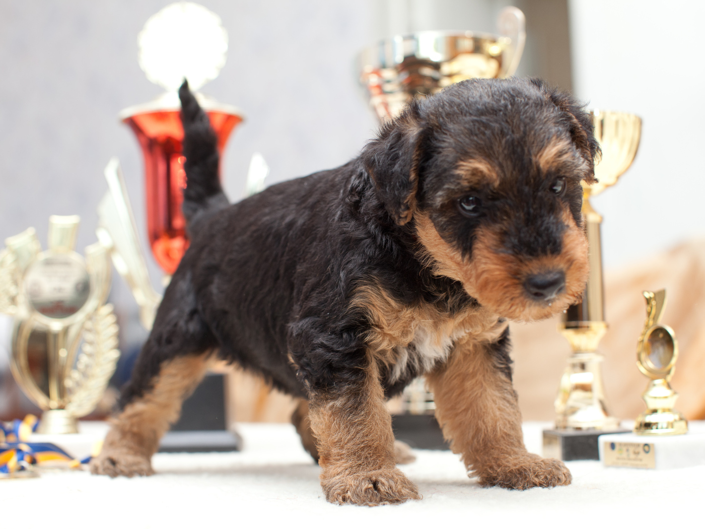 Щенок эрдельтерьера учится ходить