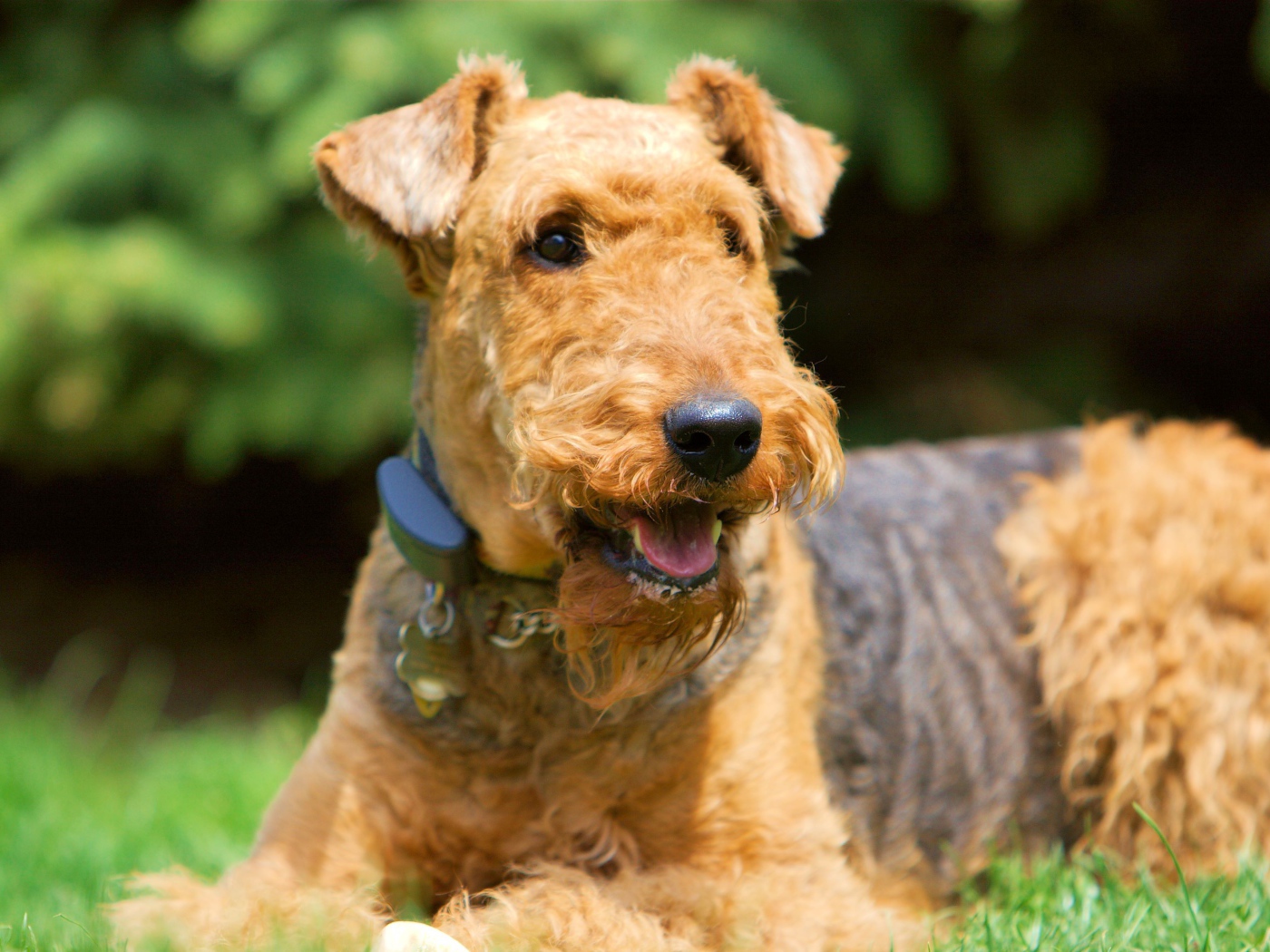 Улыбающийся эрдельтерьер на траве